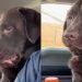 Dog Says ‘Absolutely No’ to a Pretend Bite From Owner in Adorable Video
