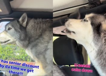 Video: Huskies Grow Impatient Waiting in Drive-Thru Traffic