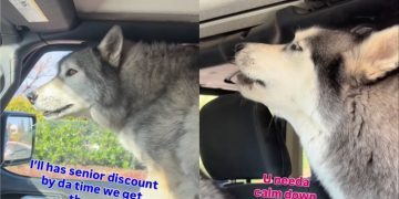 Video: Huskies Grow Impatient Waiting in Drive-Thru Traffic