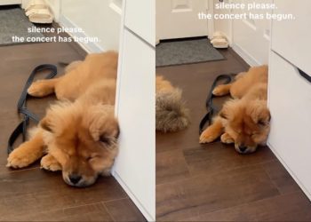 Dog’s Paw Movements While Sleeping Will Make Your Day