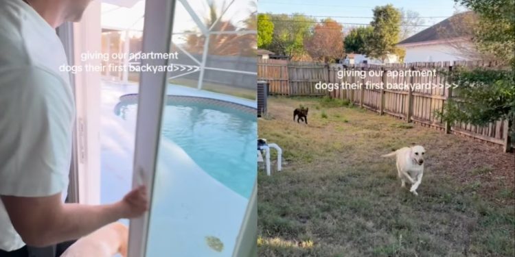 Dogs Experience Backyard Life for First Time — Their Reactions Are Priceless