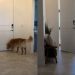 Golden Retriever’s Reunion With Mom After Hours Apart Is Priceless