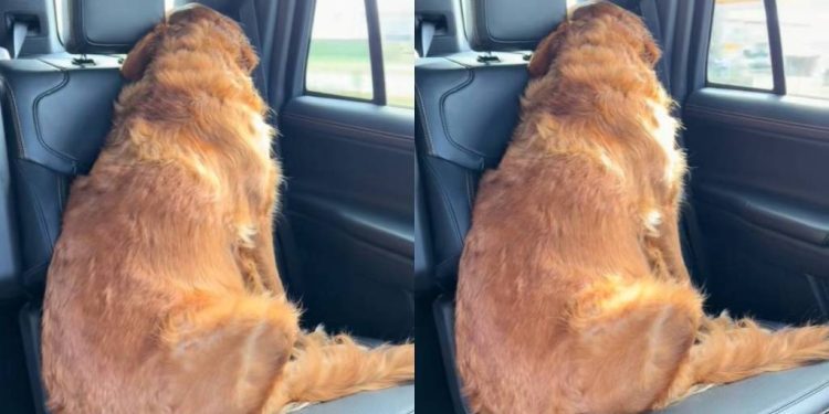 Golden Retriever Turns Her Back on Owner To Express Her Displeasure