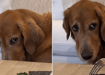 Golden Retriever’s Sad Act Every Time Owners Eat Will Totally Trick You