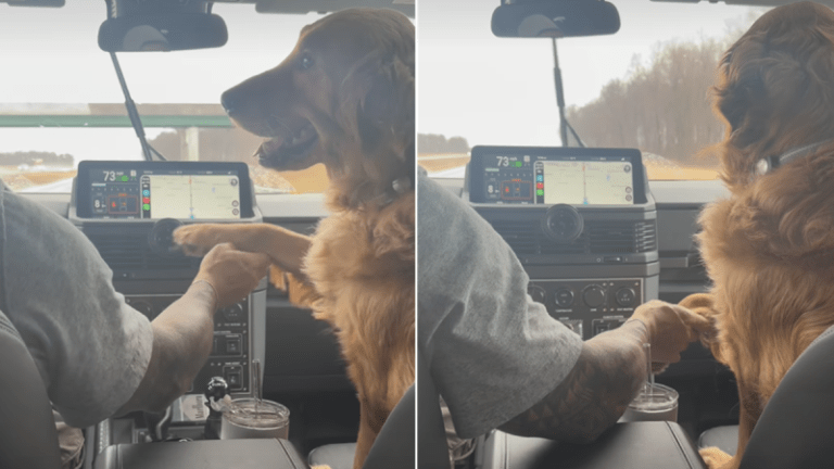 Golden Retriever Wants Dad to Hold His Paws the Entire Time He’s Driving