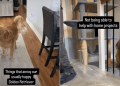 ‘Usually Happy’ Golden Retriever Gets Annoyed by These Things