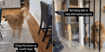 ‘Usually Happy’ Golden Retriever Gets Annoyed by These Things