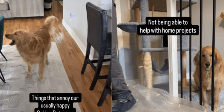 ‘Usually Happy’ Golden Retriever Gets Annoyed by These Things