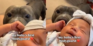 Pit Bull Does His Job as Newborn Baby’s ‘First Bodyguard’