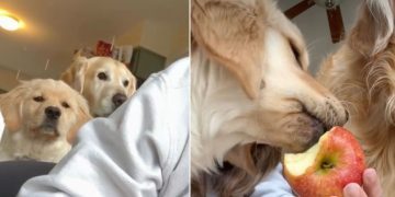 Golden Retrievers Slowly Surround Owner When She Eats