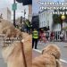 Golden Retriever Cheers on Marathon Runners Just To Be Included