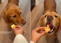 Video: Picky Golden Retriever Likes Apples in Specific Way