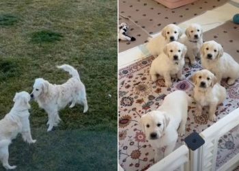 Video: This Golden Retriever Love Story May Lead to a Wedding