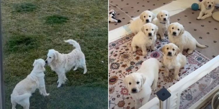 Video: This Golden Retriever Love Story May Lead to a Wedding