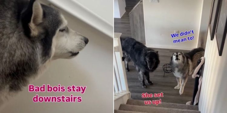 Dogs Avoid Furry Sister After Stealing Her Treats