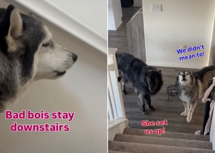 Dogs Avoid Furry Sister After Stealing Her Treats