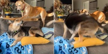 Dog Shows Off Rage-Baiting Skills in Hilarious Video