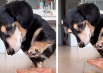 Video: Dog Wants the Treat Before Doing the Trick