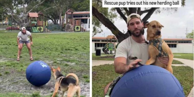 Rescue Dog’s Efforts to Herd a Giant Ball End Unexpectedly