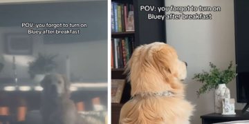 Golden Retriever Stares at Blank TV After Morning Routine Goes Wrong