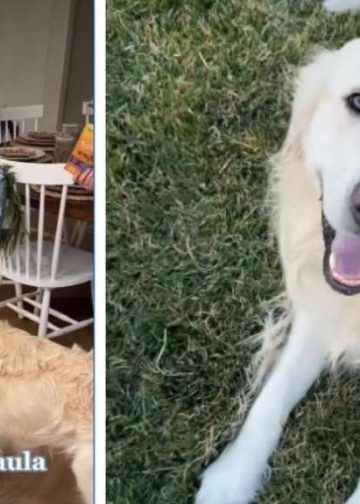 These Golden Retrievers’ Wedding Preparations Are Extensive