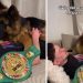Dog Knows Dad’s in Pain After Winning Fight, Comforts Him With Cuddles