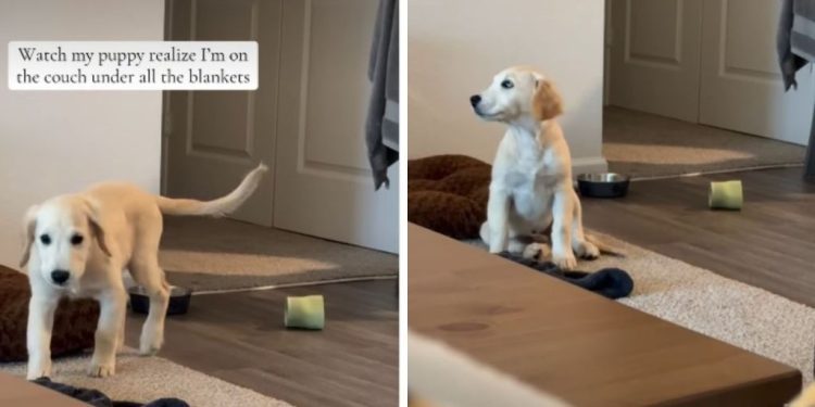 Video: Puppy Runs to Owner the Moment He Realizes Where She Is