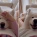 Samoyed’s Reaction To Feeling Baby’s Kick First Time Is Priceless