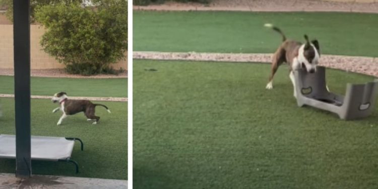 Video: Adopted Shelter Dog’s Solo Playtime Melts Hearts