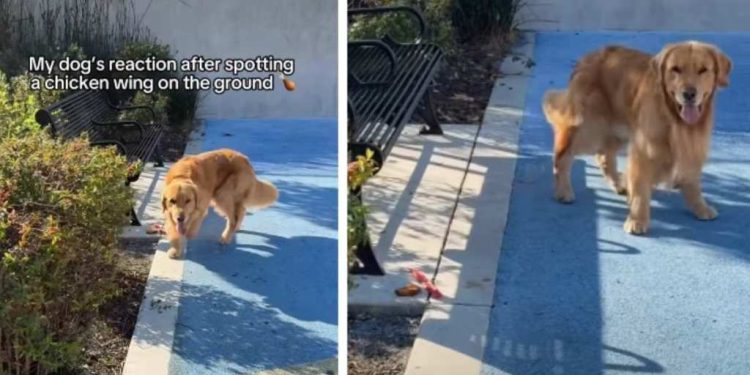 Golden Retriever Resists Temptation After Finding Chicken Wing on Ground