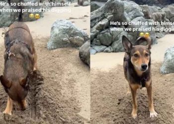 Dog Reacts When Owner Praises His Work at the Beach