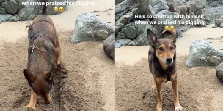Dog Reacts When Owner Praises His Work at the Beach