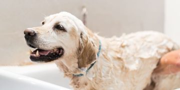 Golden Retriever Dumps Random Things in the Tub To Disrupt Mom’s Baths