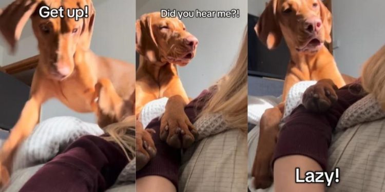 Video: Dog’s Shocked Face After Failing to Get Owner Out of Bed Is Hilarious