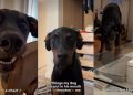 Video: Dog ‘Threatens’ Owner by Putting Random Things in His Mouth