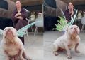 Rescue Dog Shows Off His Fairy Wings in Adorable Video
