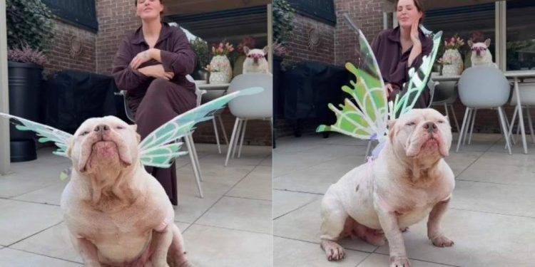 Rescue Dog Shows Off His Fairy Wings in Adorable Video